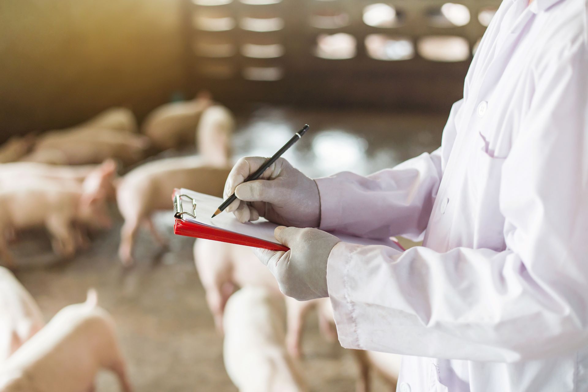 Protección de los Animales en el momento del sacrificio